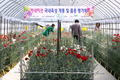 국산 ‘카네이션’ 품종 만나보세요
