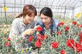 국산 카네이션 품종의 보급 확대