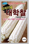 대학찰 옥수수(연농1호) 전국에서 재배할 수 있는 길 열려