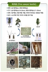 소나무재선충병 매개충, 4월 하순부터 활동할 듯