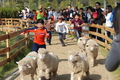 제5회 농협안성팜랜드 호밀밭·초원축제 개최