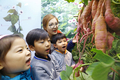 고구마 우량품종 특별전시회