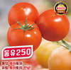토마토 재배지 부산에서 김해로 이동(?)