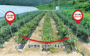 ‘칼라짱’ 고추종자 본격 공급
