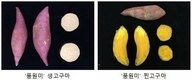 실용화재단, 밤호박고구마‘풍원미’우량 종순 분양