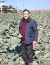 생산현장...아시아종묘 ‘윈스톰 양배추’ 작황 굿!