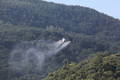 산림청, 전국 밤나무 산 '항공방제'  주의