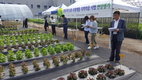 강원도농업기술원, 상추 신품종 평가회