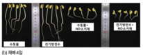 식품연구원, 전기방전수 이용 고품질 콩나물 재배기술 개발