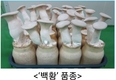 원예원, 맛 좋고 기능성 뛰어난 버섯 새 품종 나왔다