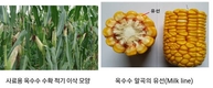 사료용 옥수수 적정 수확시기 놓치지 마세요