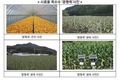 국산 사료용옥수수 ‘광평옥’ 종자 호평