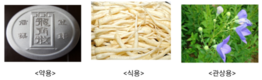 우리나라 고유 '장백도라지' 기원 밝혔다