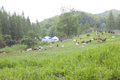 산지생태축산 '염소목장' 효율성 커