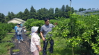 제주농기원, 명품감귤 브랜드 육성