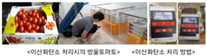‘방울토마토’ 부패율 줄이는 신기술 노하우(?)