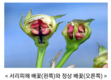 농작물 저온피해 이렇게 대응하세요