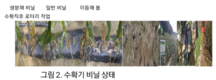 생분해 비닐멀칭, 노동력 줄이고 환경오염도 방지