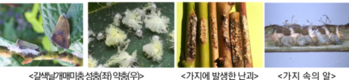 돌발해충 ‘갈색날개매미충’ 연중 방제법 개발