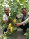 아시아종묘 ‘마니따벌꿀’ 참외 배트남시장서 히트