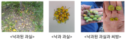어린 과실 떨어짐 현상 발생