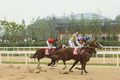 렛츠런파크, ‘월드선’ ‘농림축산식품부장관배’ 깜짝 우승