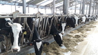 K-MILK와 정글비트 공동마케팅 사회공헌사업