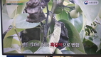 ‘과수화상병’ 긴급 역학조사와 농가보상 추진