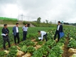 찜통 폭염에 ‘안반데기’ 고랭지 배추들도 시들시들(?)