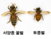 저항성 토종벌 품종 세계 최초 개발… 내년 보급