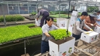 올 노지감귤 46만~49만4천톤 생산 전망