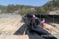 저온 피해예방... 봄철 ‘인삼밭’ 관리요령