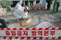 돼지에게 ‘잔반사료’ 급여금지