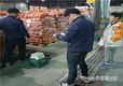 가락시장 ‘양파’ 출하기준 지켜라!