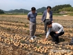 aT, 양파 수출 확대에 진땀