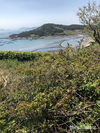 '상동나무' 암세포 생장억제 효과 탁월