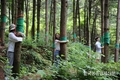 '사유림' 산주 1만명 증가