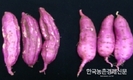 바이러스에 강한 ‘고구마 무병묘’  미리 신청하세요