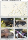 '야생멧돼지' 아프리카돼지열병 바이러스 검출