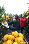 쌀-밭-조건불리 직불금 1조 497억원 푼다