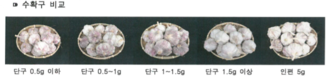 농업과학기술대전…마늘 ‘우량종구’ 생산체계 기술개발 뽑혔다