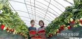 딸기 '수경재배' 토경재배보다 수량 26%, 소득 18% 높아