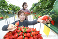 딸기 품종도 소비자 맞춤 개발...선물용‧가공용 입맛대로