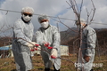 농촌진흥청, '과수화상병' 사전 관리로 피해 예방 나서자!