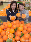 하나로마트 '청견 오렌지' 첫선!