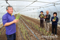 강원산 ‘아스파라거스’ 일본수출  개시