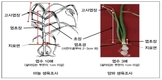 '햇마늘-햇양파' 산지작황 좋다