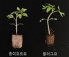 채소 종이포트 묘...
