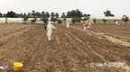 국내 기술력으로 UAE 중동사막에서 ‘쌀 수확’