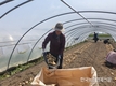 '햇감자 수확' 농촌 일손돕기